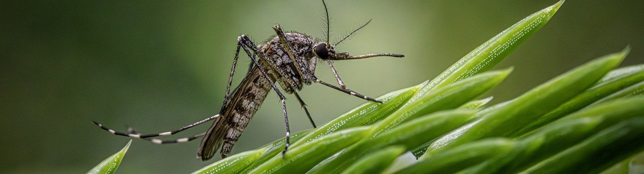 Journée Mondiale du Moustique : surveillance et vigilance